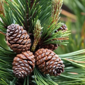 CS Горная Сосна – CandleScience Mountain Pine