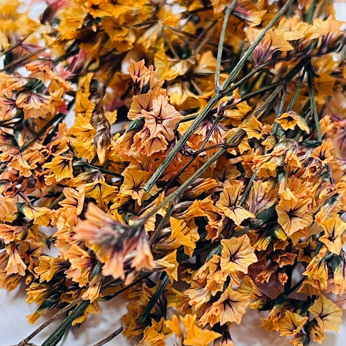 The Wick Сухоцветы – Кермек – оранжевый