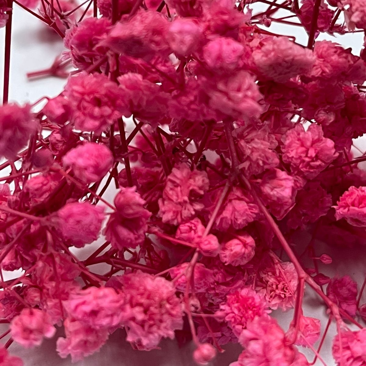 The Wick Сухоцветы – Гипсофила – ярко-розовый
