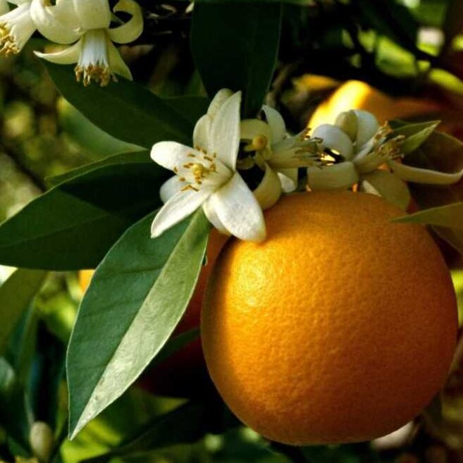 The Wick Апельсин, Ваниль, Жасмин – реплика Orange Vanilla Jasmine by Zelinskiy & Rosen