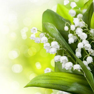 NG Ландыш – Nature’s Garden (USA) Lily of the Valley