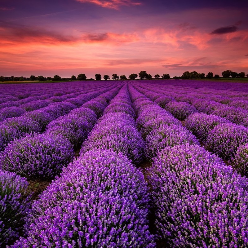 Givaudan – Лавандовое поле – Sweet Lavender