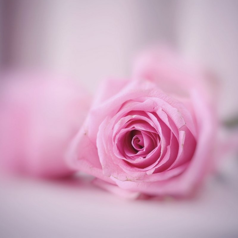Givaudan – Нежный розовый шлейф – Rose Wonder