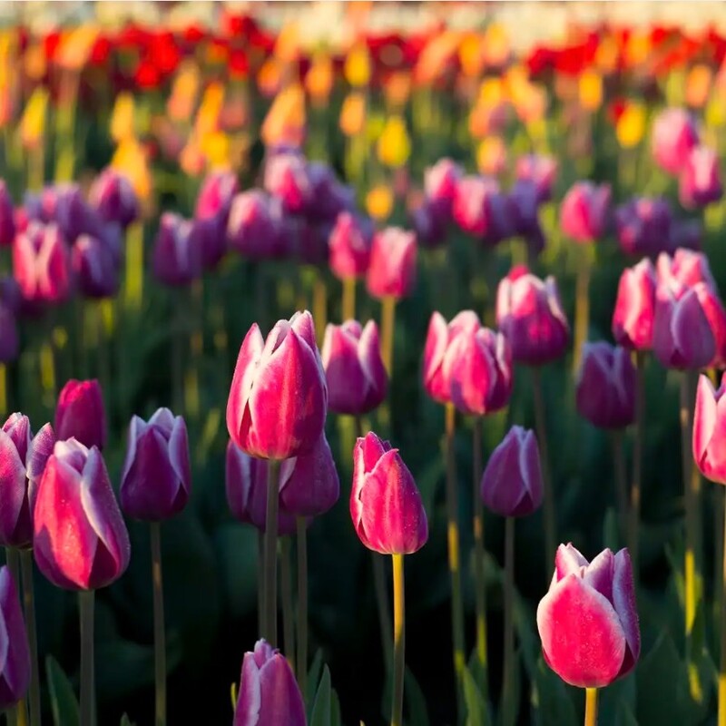 CS Тюльпановые поля – CandleScience Tulip Fields